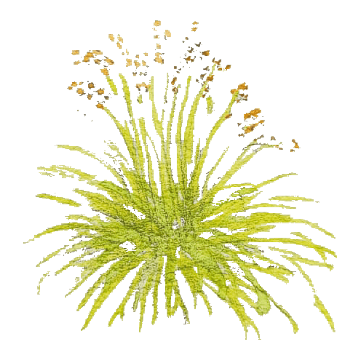 Geschlängelte Schmiele