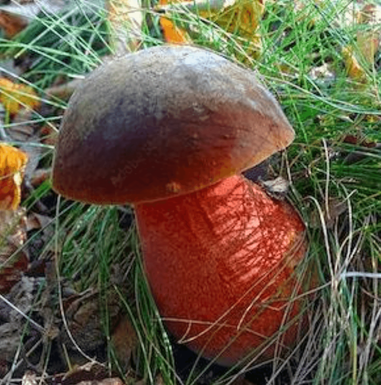 Flockenstieliger Hexenröhrling