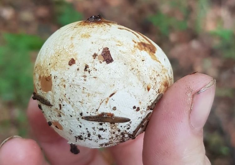 Hexenei (Gemeine Stinkmorchel)
