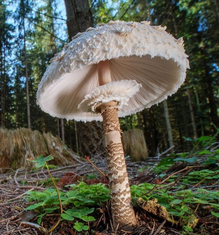 Parasol (Gemeiner Riesenschirmling)