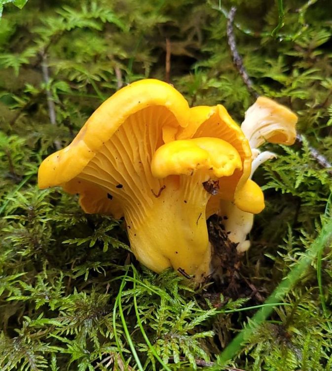 Echter Pfifferling, Eierschwämmli