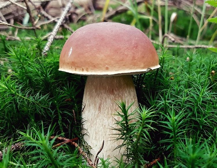 Fichten-Steinpilz, Herrenpilz