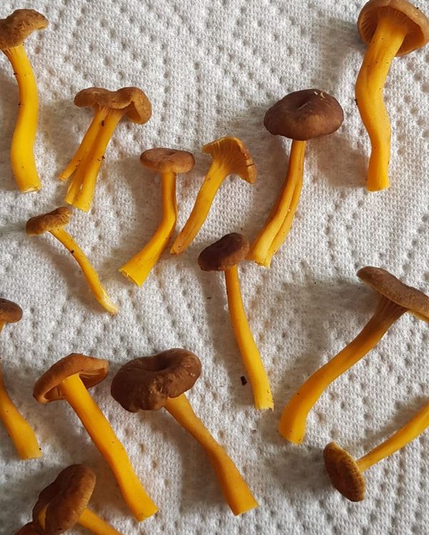 Trompetenpfifferling