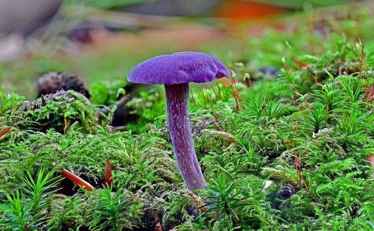 Violetter Lacktrichterling